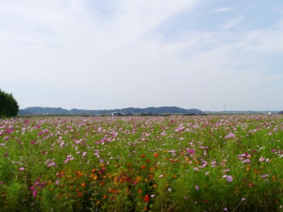 与田浦コスモス畑の写真6