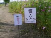 与田浦コスモス畑の写真のサムネイル写真7