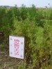 与田浦コスモス畑の写真のサムネイル写真17